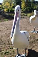 Bird Pelican Nature