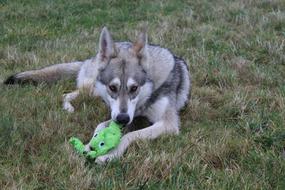Dog Animal Wolf