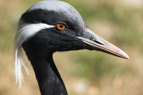 Crane Bird Bill Animal