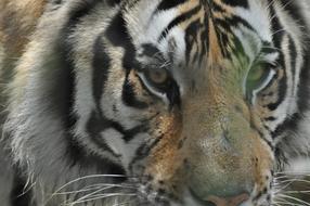 white Tiger Animal Predator portrait