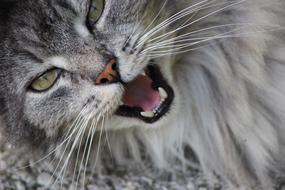 Animal Cat Portrait