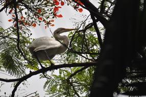 white bird in a tree