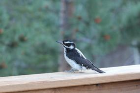 black and white bird on the window
