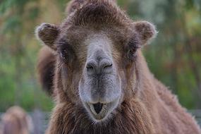 portrait of brown camel
