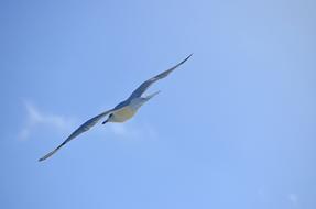 Sky Flight Bird