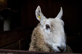 Sheep Animal Wool