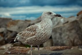 Animal World Bird Nature