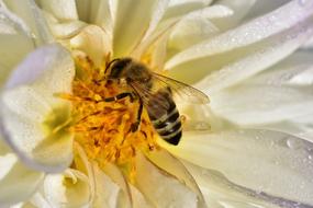 Bee Honey Pollen