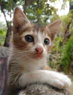 Cat Cute Animal