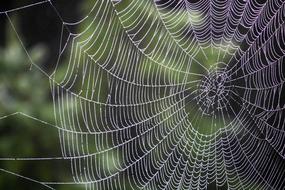 Spider Cobweb macro blur