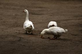 Goose Geese Bird