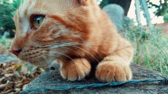 Cute Animalia Cat
