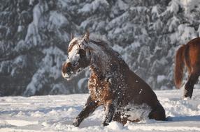 Winter Snow Cold