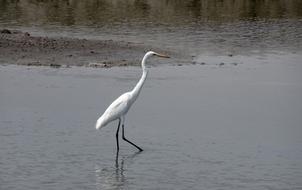 Great Egret Ardea Alba Large