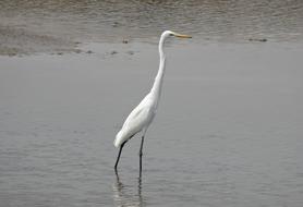 Great Egret Ardea Alba Large