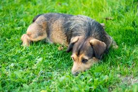 Dog Animal Puppy