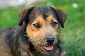 brown Dog Puppy portrait