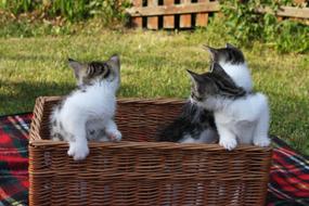 Cute Pet Animal