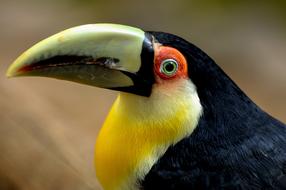 Toucan Bird Wild