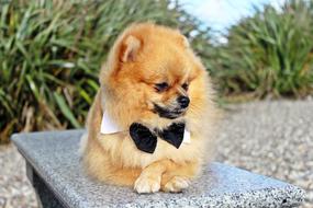 Fluffy dog with a butterfly around his neck