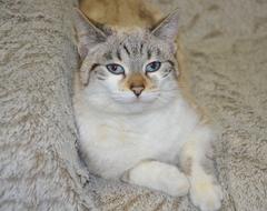 Cat Lying Head Blue