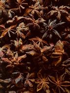 dried plants are aromatic