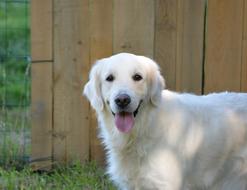 Dog Golden Retriever Bitch
