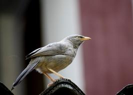 closeup photo of grey Bird on Branch