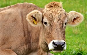 Cow Allgäu Cows