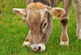 Cow Allgau Beef