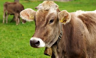 Allgau Cows