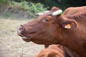 Cow Cowhide Mooing