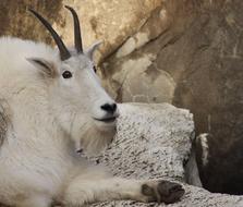 wild big goat