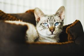 Cat Cute Animal