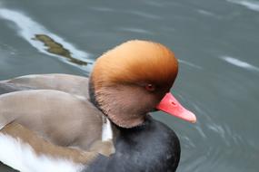 Water Duck Bird