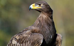 Adler Bird Of Prey Raptor