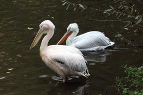 Bird Living Nature Water