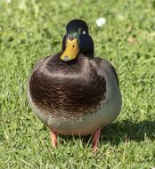 Wild Ducks Duck Water