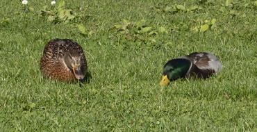 Wild Ducks Water macro