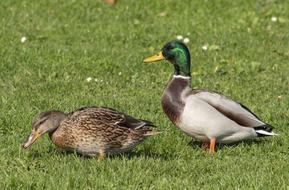 Wild Ducks on grass
