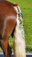 Horse Animal Nature