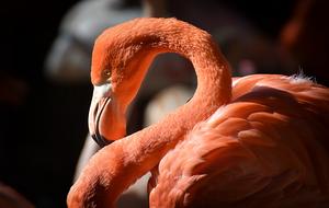 Flamingo Bird Colorful