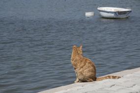 lonely cat looking at the sea