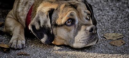 Dog Pet Quadruped