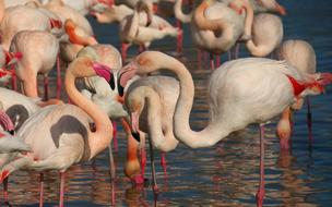 a flock of beautiful flamingos in the water