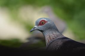 Wildlife Bird Nature