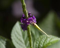 green insect on a purple flower