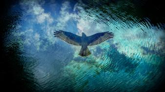 Bird Predator Reflection