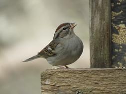 small brown Bird in Nature Wildlife