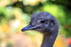 Emu flightless bird portrait